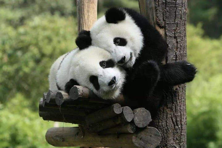Chengdu Panda Base: Private Day Tour & Volunteer Experience photo 6