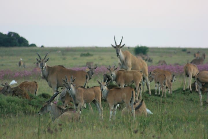 Rietvlei Nature Reserve Half-Day Game Drive from Johannesburg photo 4