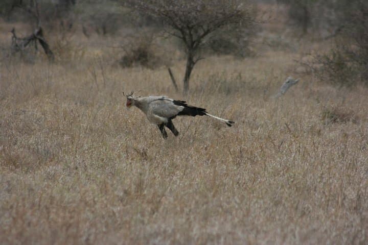 Rietvlei Nature Reserve Half-Day Game Drive from Johannesburg photo 5