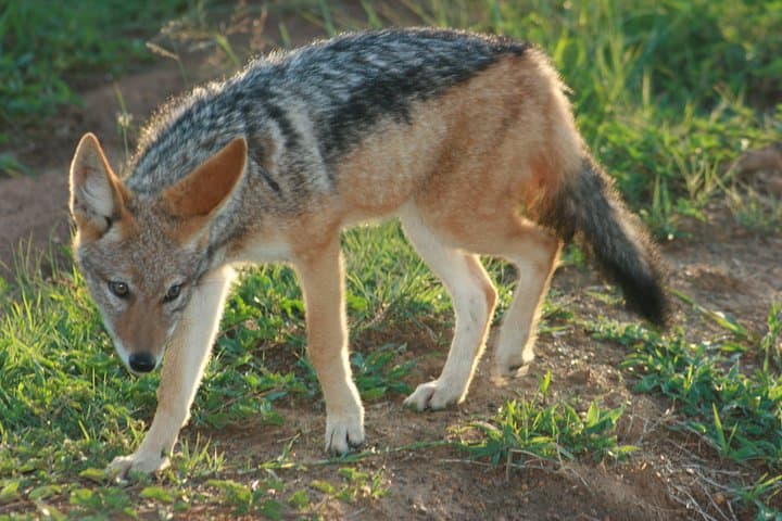 Rietvlei Nature Reserve Half-Day Game Drive from Johannesburg photo 6