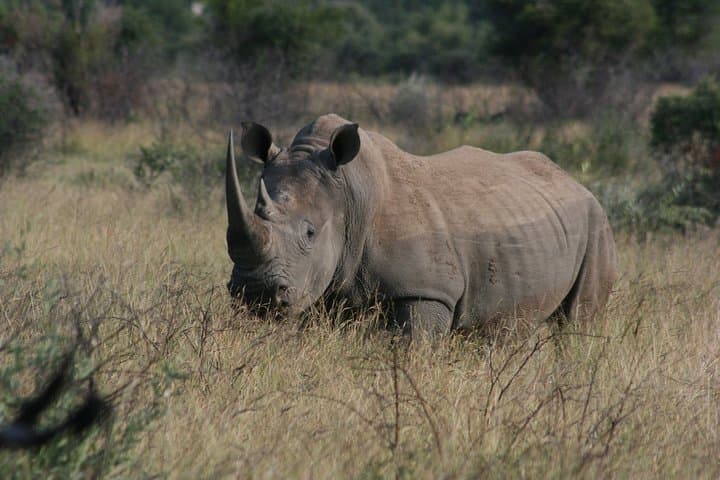 Rietvlei Nature Reserve Half-Day Game Drive from Johannesburg