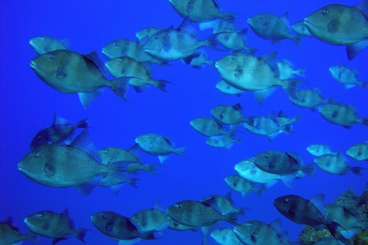 Double Scuba Diving off São Miguel — Two Atlantic Dives on the Azores South Coast photo 5