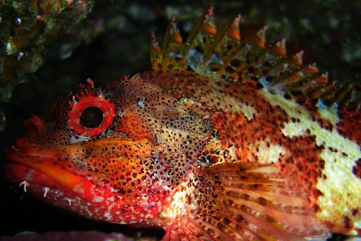 Double Scuba Diving off São Miguel — Two Atlantic Dives on the Azores South Coast photo 3
