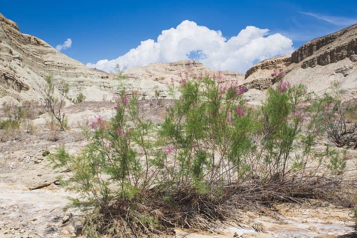 Altyn Emel Singing Dune & Aktau Mountains: 2-Day Expedition from Almaty photo 4
