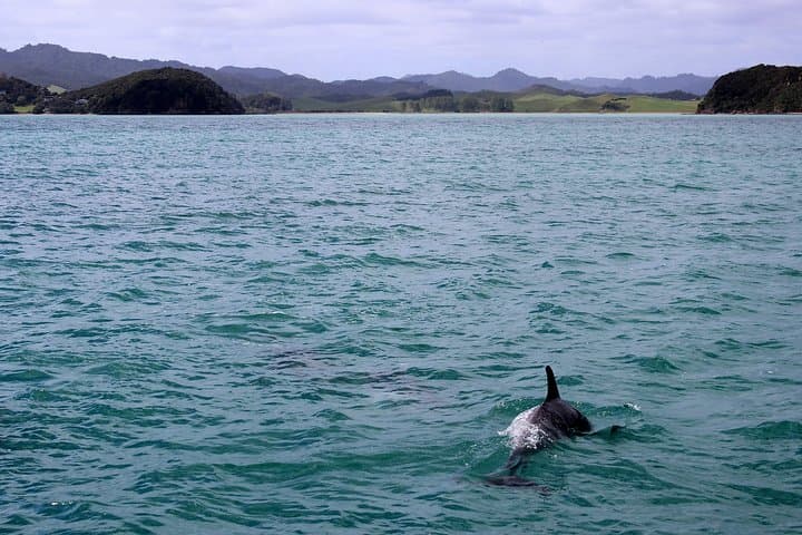 Tarifa Whale & Dolphin Watching Day Trip from Seville — Strait of Gibraltar Excursion photo 3