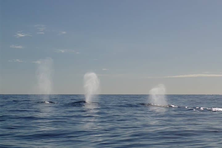 Tarifa Whale & Dolphin Watching Day Trip from Seville — Strait of Gibraltar Excursion photo 5