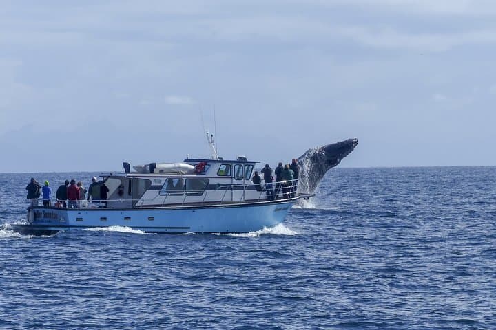 Tarifa Whale & Dolphin Watching Day Trip from Seville — Strait of Gibraltar Excursion photo 6