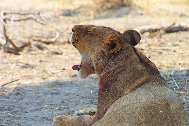 Moremi One-Day Game Drive Safari: Day Trip from Maun into the Okavango Delta