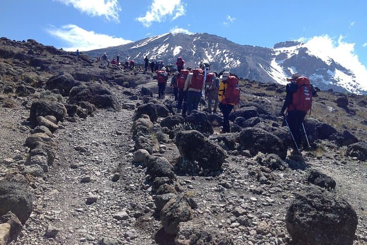 7-Day Lemosho Route: Climb Mount Kilimanjaro via Shira Plateau photo 3