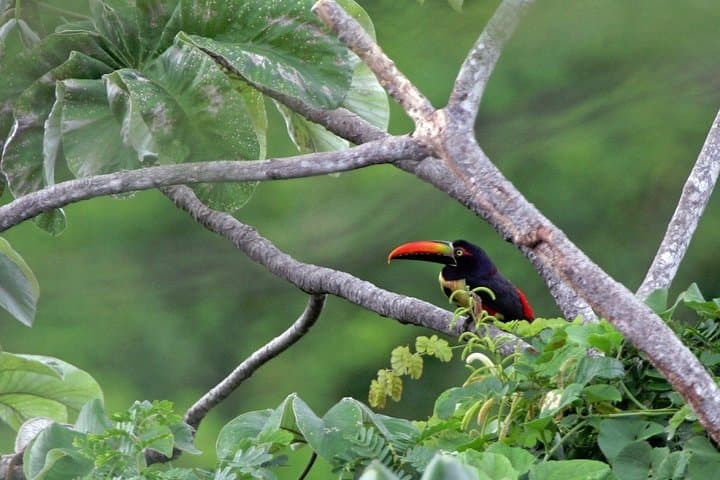 Carara National Park Shore Excursion from Puntarenas — Scarlet Macaws & Tárcoles Crocodiles photo 4