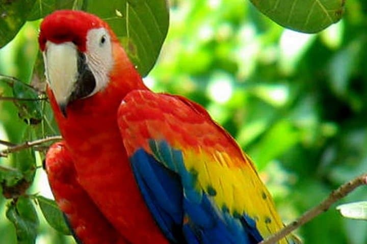 Carara National Park Shore Excursion from Puntarenas — Scarlet Macaws & Tárcoles Crocodiles photo 6