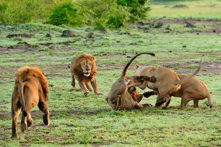 12-Day Private Tanzania Safari: Selous, Ruaha, Udzungwa & Mikumi Wildlife Circuit