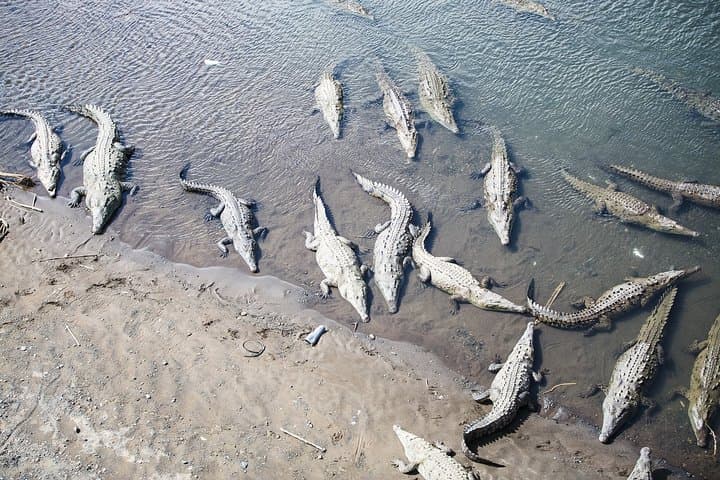 Tarcoles River Boat Tour from Puntarenas: Crocodiles & Carara Wildlife photo 2