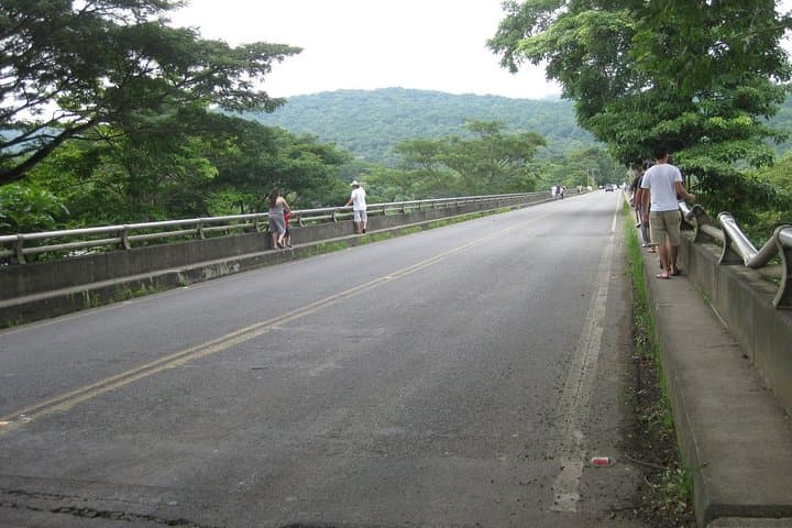 Tarcoles River Boat Tour from Puntarenas: Crocodiles & Carara Wildlife photo 4