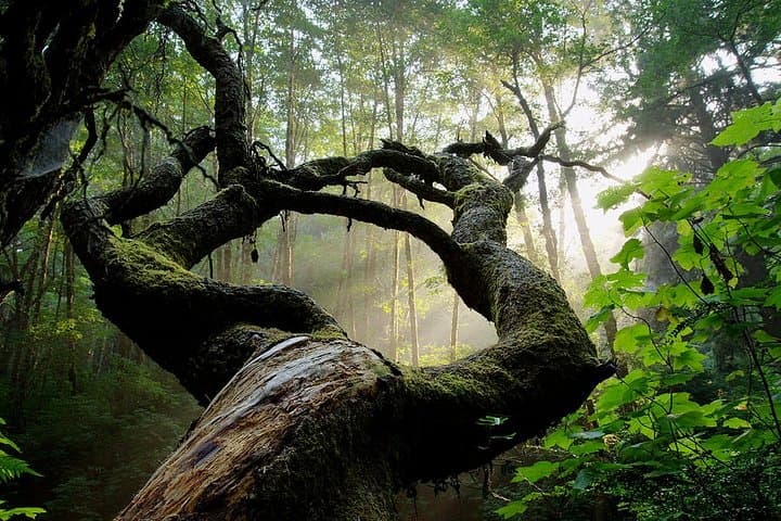 Kaya Kinondo Sacred Forest Half-Day Walk — Cultural & Nature Tour Near Diani Beach