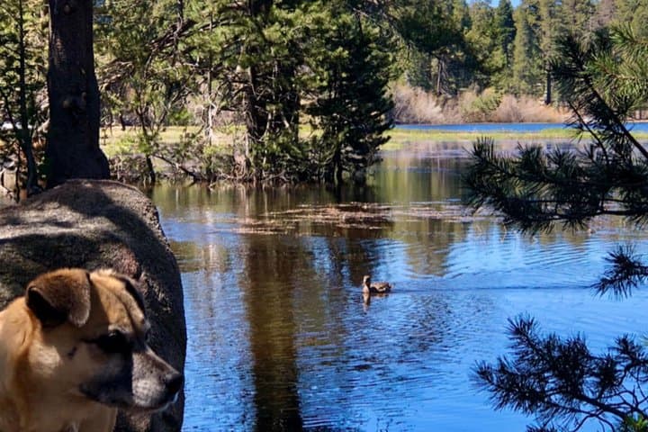 Bluff Lake Jeep Tour: Off-Road Into Big Bear's Hidden Lake photo 5