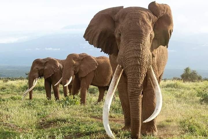 Amboseli National Park Safari: 2-Day Elephant & Kilimanjaro Experience