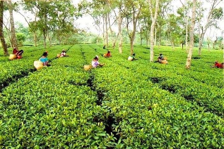 Tropical Ceylon: 8-Day Cultural and Wildlife Circuit from Colombo photo 3