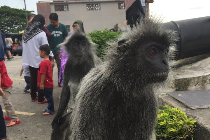 Kuala Selangor Fireflies & Bukit Melawati Private Tour from Kuala Lumpur photo 4