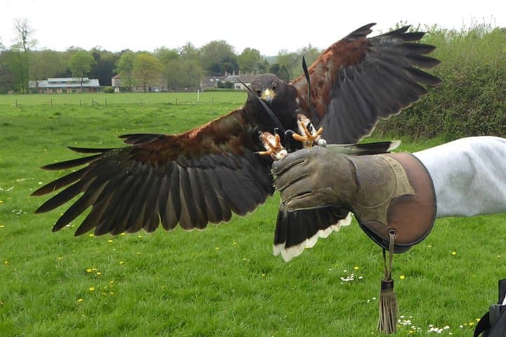 Discover Bath and Fly a Hawk: Day Trip from Bristol