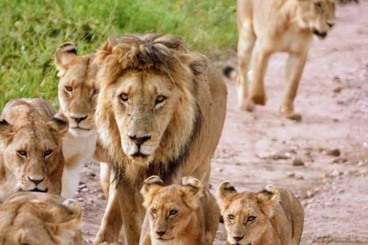 Joining Tanzania Safari Groups: Day Game Drive to Tarangire & Lake Manyara photo 4