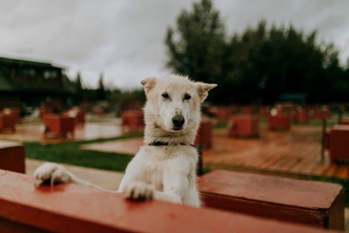 Summer Kennel Visit at Trail Breaker Kennel — Meet Alaskan Huskies Near Fairbanks photo 5