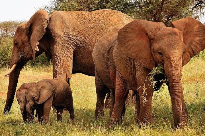 2-Day Taita Hills Safari from Mombasa — Ngutuni & Salt Lick Lodge Game Drives photo 6