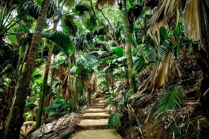 Vallee de Mai Guided Walk: Coco de Mer & Seychelles Endemics