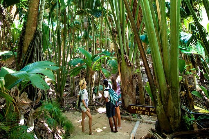Vallee de Mai Guided Walk: Coco de Mer & Seychelles Endemics photo 2