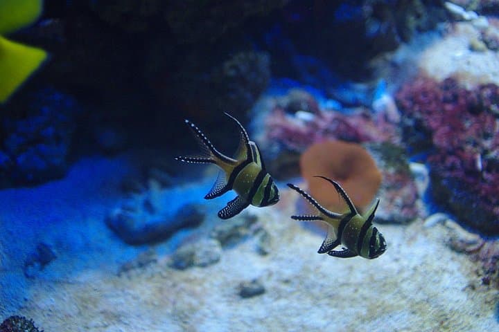 Aquaria KLCC: Walk the 90-Metre Underwater Tunnel in Kuala Lumpur photo 3