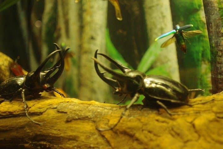 Aquaria KLCC: Walk the 90-Metre Underwater Tunnel in Kuala Lumpur photo 4