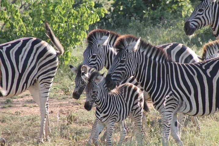 3-Day Kruger Overnight Safari: Big Five Game Drives & Marloth Park Lodge photo 3
