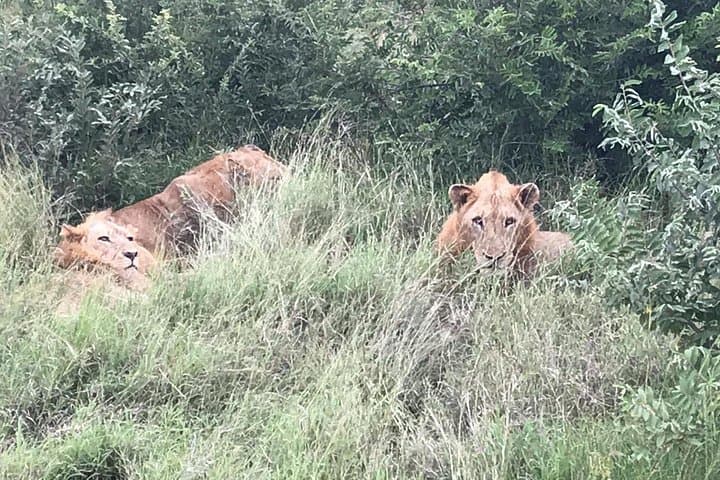 Kruger Full-Day Safari: Big Five & Wild Plains from Johannesburg photo 4
