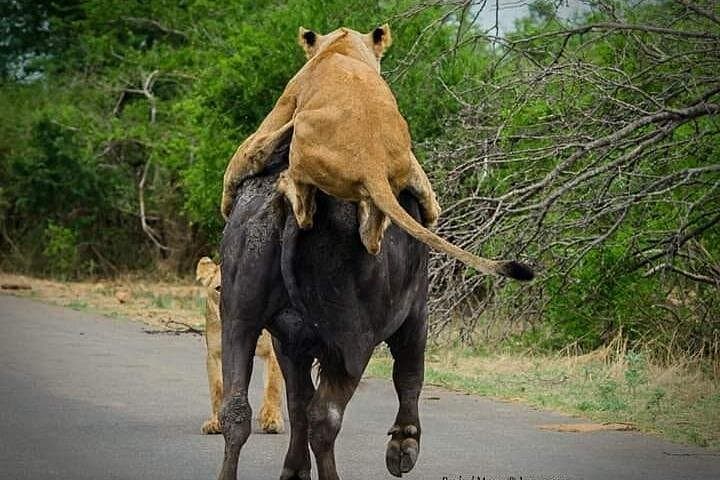 Kruger Full-Day Safari: Big Five & Wild Plains from Johannesburg photo 5