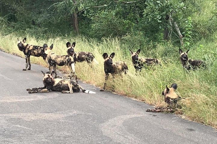 Kruger Full-Day Safari: Big Five & Wild Plains from Johannesburg photo 6
