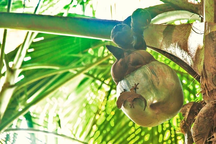 Vallee de Mai Guided Walk: Coco de Mer & Seychelles Endemics photo 3