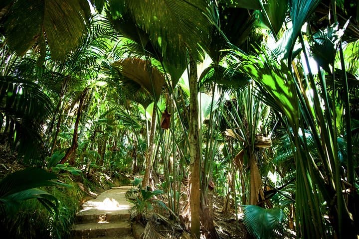 Vallee de Mai Guided Walk: Coco de Mer & Seychelles Endemics photo 4