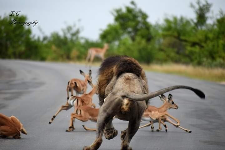 3-Day Kruger Overnight Safari: Big Five Game Drives & Marloth Park Lodge photo 4