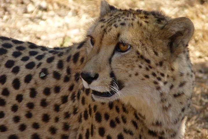 Ann van Dyk Cheetah Centre Guided Tour — De Wildt Wildlife Experience photo 4
