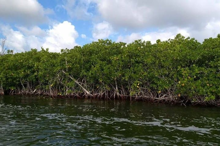 Nichupté Lagoon Jungle Tour: Mangroves & Punta Nizuc Snorkel (Couples) photo 2