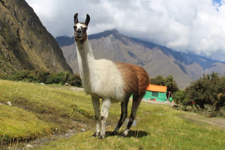 Classic Inca Trail 4-Day Expedition: Dead Woman's Pass to Machu Picchu photo 4
