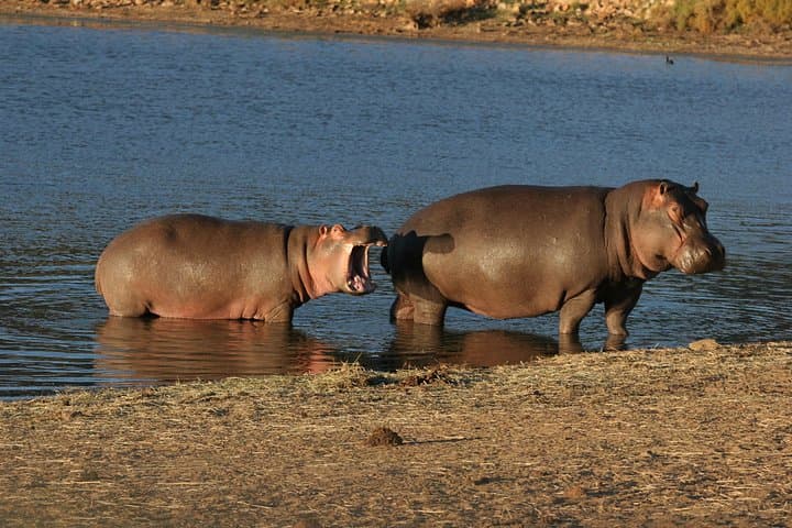 Private Big Five Safari at Aquila Game Reserve — Day Trip from Cape Town photo 6