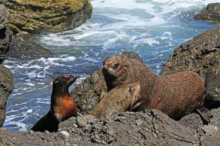 Snorkel with Cape Fur Seals and Explore the Cape Peninsula: Hout Bay to Cape Point Day Tour photo 4