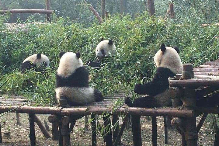 See Giant Pandas in Chengdu: Day Trip from Beijing with Wuhou Shrine photo 4