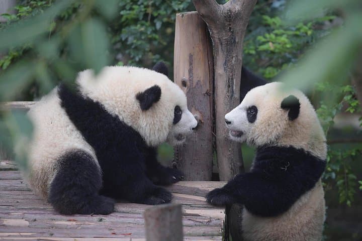 See Giant Pandas in Chengdu: Day Trip from Beijing with Wuhou Shrine photo 5