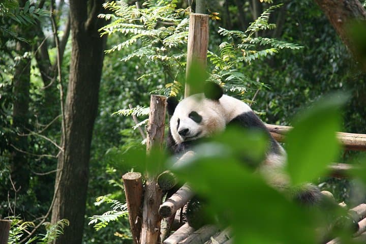 See Giant Pandas in Chengdu: Day Trip from Beijing with Wuhou Shrine photo 6