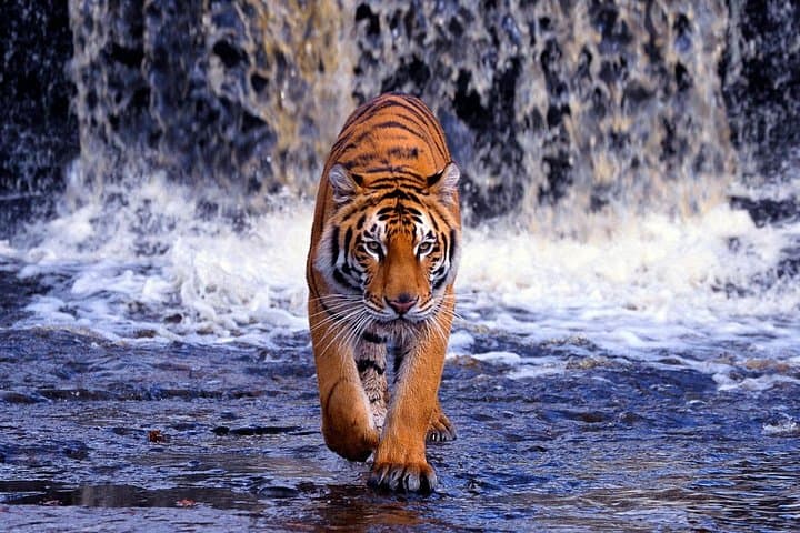 5-Day Golden Triangle with Ranthambore: Taj Mahal Sunrise & Tiger Safari photo 3