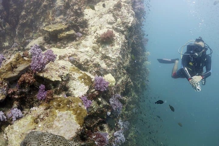 Full-Day Scuba Diving in Phuket: 3 Dives to Racha, Phi Phi & Marine Park photo 6