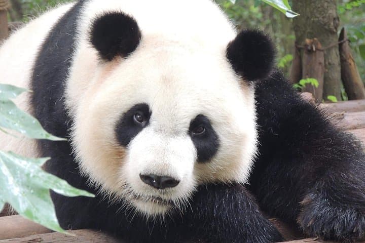 See Giant Pandas in Chengdu: Day Trip from Beijing with Wuhou Shrine