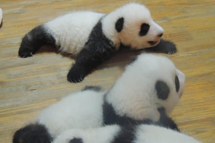 See Giant Pandas in Chengdu: Day Trip from Beijing with Wuhou Shrine photo 3